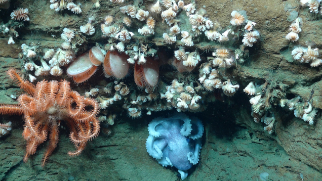 Illustration for article titled There's Now an 'Underwater Yellowstone' off the Coast of Cape Cod